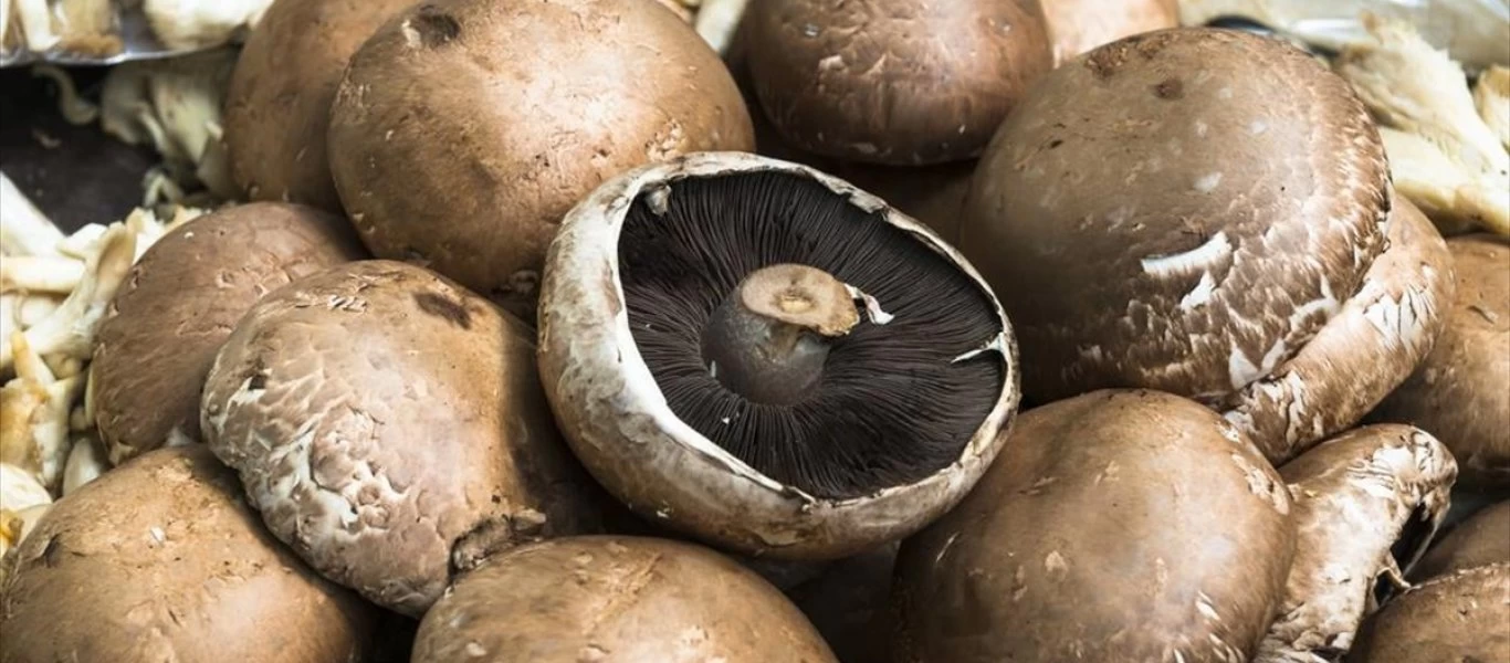 Μανιτάρια: Ποια τρώγονται και ποια όχι;